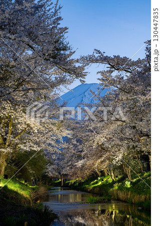 【山梨県】忍野村・新名庄川のライトアップ桜と富士山 【山梨県】忍野村・新名庄川のライトアップ桜と富士山 130447835