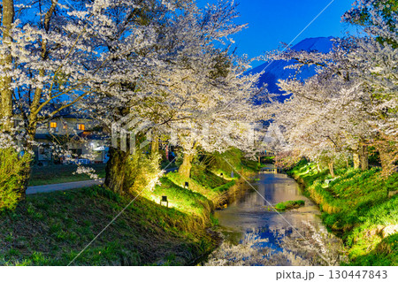 【山梨県】忍野村・新名庄川のライトアップ桜と富士山 【山梨県】忍野村・新名庄川のライトアップ桜と富士山 130447843