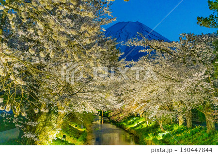 【山梨県】忍野村・新名庄川のライトアップ桜と富士山 【山梨県】忍野村・新名庄川のライトアップ桜と富士山 130447844