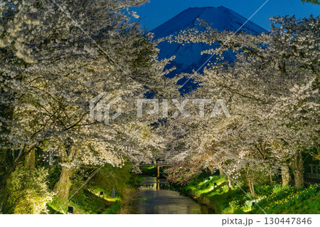 【山梨県】忍野村・新名庄川のライトアップ桜と富士山 130447846