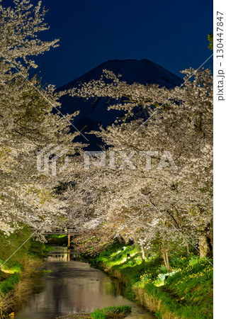 【山梨県】忍野村・新名庄川のライトアップ桜と富士山 130447847