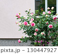 Climbing red rose flowers near house window. Pink rose flowers in spring garden. 130447927