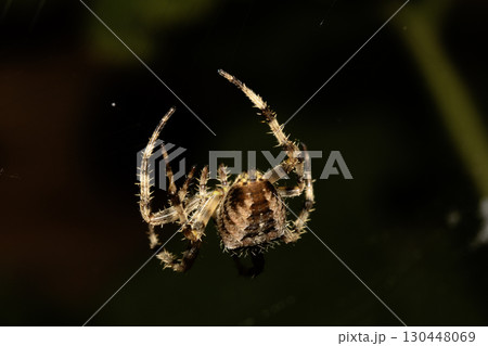 Close up of a garden spider on a web arachnophobia scary nature 130448069