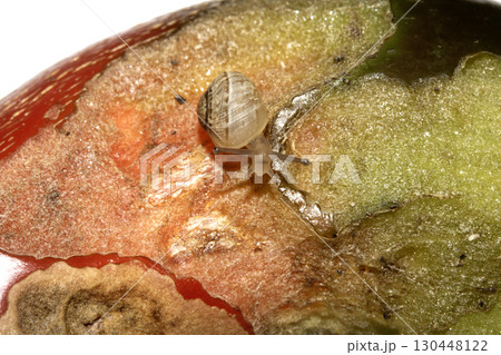 Snail eating a rotten damaged chilli pepper vegetable ruined food 130448122