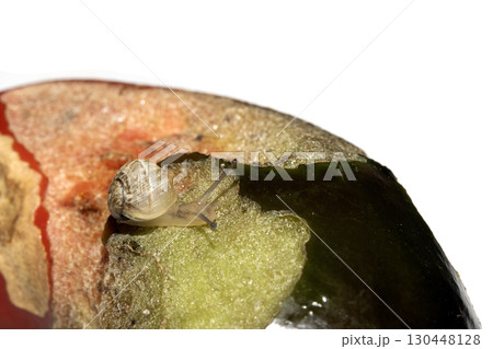 Snail eating a rotten damaged chilli pepper vegetable ruined food Snail eating a rotten damaged chilli pepper vegetable ruined food 130448128