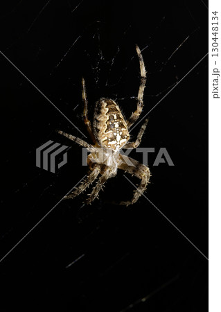 Close up of a garden spider on a web arachnophobia scary nature Close up of a garden spider on a web arachnophobia scary nature 130448134