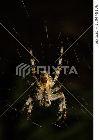 Close up of a garden spider on a web arachnophobia scary nature Close up of a garden spider on a web arachnophobia scary nature 130448136