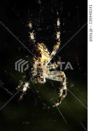 Close up of a garden spider on a web arachnophobia scary nature Close up of a garden spider on a web arachnophobia scary nature 130448141
