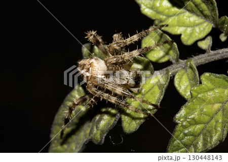 Close up of a garden spider on a web arachnophobia scary nature 130448143