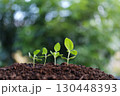 small sunflower sprouts growing with macro water droplets line up  130448393