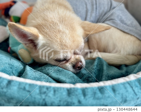 A satisfied Chihuahua is basking in a cozy couch at home. High quality photo 130448644