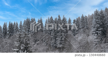 Winter frost coats pine trees in a serene forest under a bright blue sky Winter frost coats pine trees in a serene forest under a bright blue sky 130448660