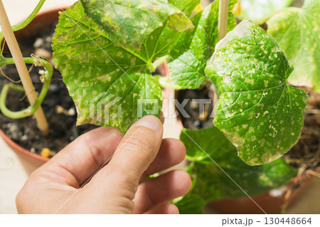 Hand inspecting cucumber leaves for diseases while growing plants in pots at home Hand inspecting cucumber leaves for diseases while growing plants in pots at home 130448664