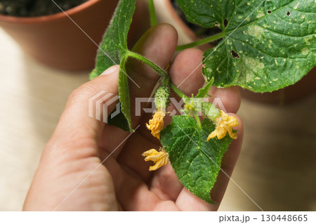 Cucumber plants in pots exhibiting signs of disease and growth challenges at home Cucumber plants in pots exhibiting signs of disease and growth challenges at home 130448665