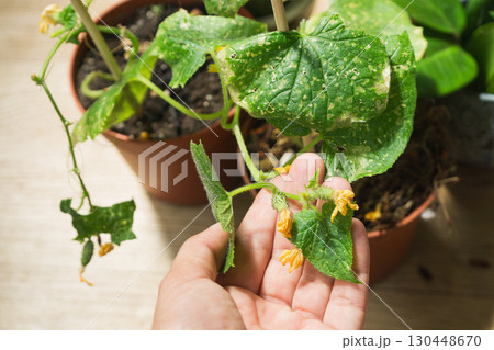 Cucumber plants in pots at home showing signs of disease and poor health 130448670