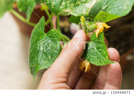 Cucumber plant showing signs of illness while being inspected for diseases at home garden 130448671