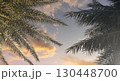Vibrant sunset sky framed by palm leaves creates a serene tropical atmosphere 130448700