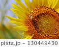 向日葵と蜜蜂 130449430