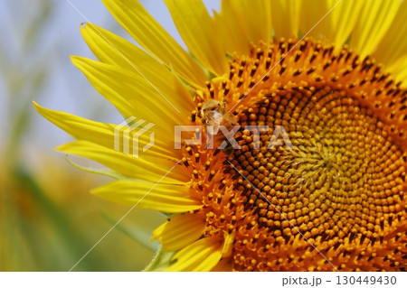 向日葵と蜜蜂 向日葵と蜜蜂 130449430