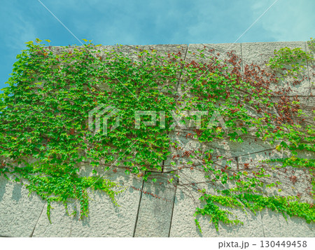 大阪城内のツタの這う壁 130449458