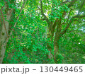 大阪城内の深い緑の中 130449465