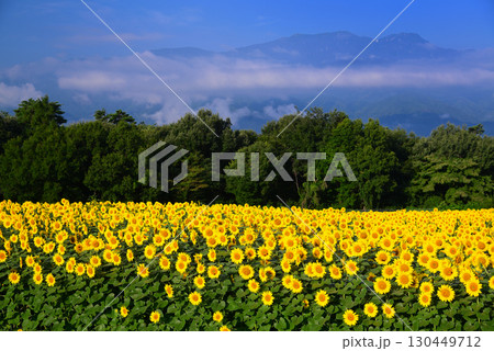 北杜市明野のひまわり畑 北杜市明野のひまわり畑 130449712