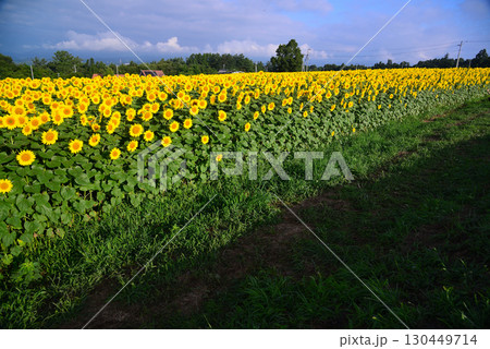 北杜市明野のひまわり畑 北杜市明野のひまわり畑 130449714