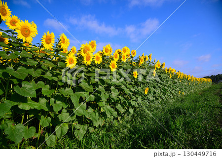 北杜市明野のひまわり畑 北杜市明野のひまわり畑 130449716