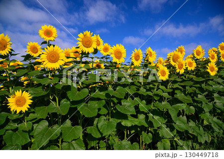 北杜市明野のひまわり畑 北杜市明野のひまわり畑 130449718