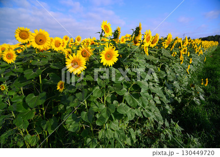 北杜市明野のひまわり畑 北杜市明野のひまわり畑 130449720