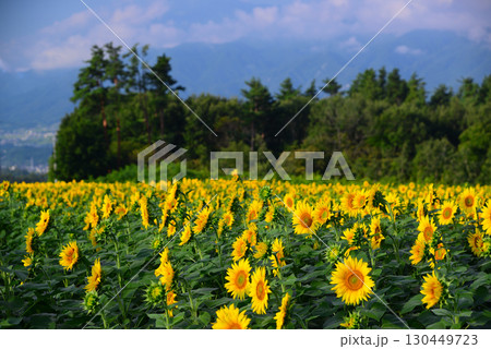 北杜市明野のひまわり畑 130449723