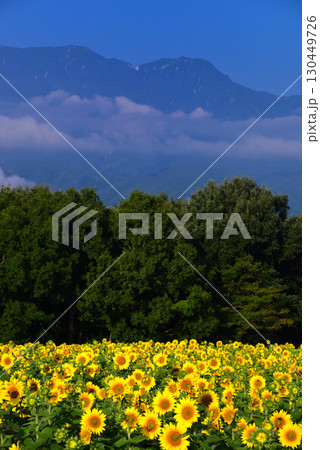北杜市明野のひまわり畑 北杜市明野のひまわり畑 130449726