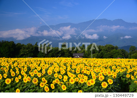 北杜市明野のひまわり畑 130449729