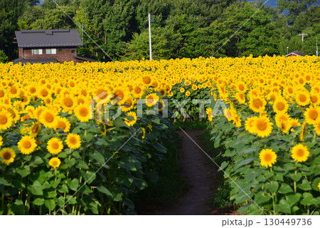 北杜市明野のひまわり畑 北杜市明野のひまわり畑 130449736