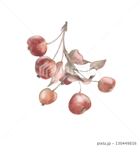 Crab apple branch watercolor Illustration vintage colors isolated. Crabapple branch with small red fruits and dried leaves hand painted. Realistic botanical sketch in autumn tones delicate foliage. Crab apple branch watercolor Illustration vintage colors isolated. Crabapple branch with small red fruits and dried leaves hand painted. Realistic botanical sketch in autumn tones delicate foliage. 130449816