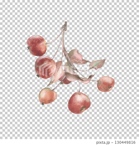 Crab apple branch watercolor Illustration vintage colors isolated. Crabapple branch with small red fruits and dried leaves hand painted. Realistic botanical sketch in autumn tones delicate foliage. Crab apple branch watercolor Illustration vintage colors isolated. Crabapple branch with small red fruits and dried leaves hand painted. Realistic botanical sketch in autumn tones delicate foliage. 130449816