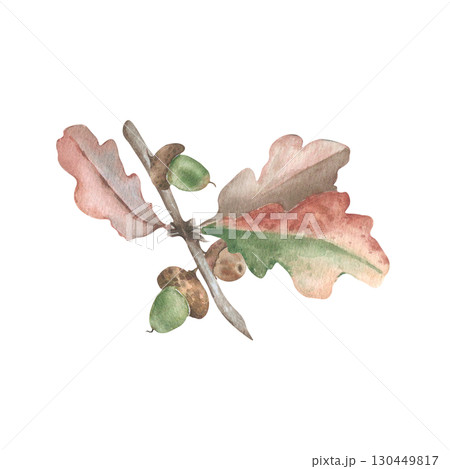 Acorns on oak branch neutral watercolor Illustration isolated. Forest plant autumn oak branches hand painted soft colors. Drawing for seasonal stationery, fall fest cards, organic product packaging. 130449817