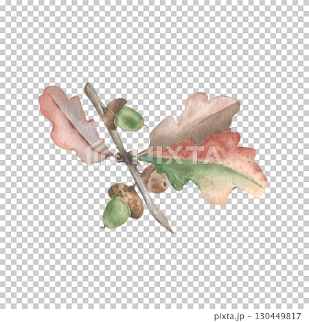 Acorns on oak branch neutral watercolor Illustration isolated. Forest plant autumn oak branches hand painted soft colors. Drawing for seasonal stationery, fall fest cards, organic product packaging. 130449817