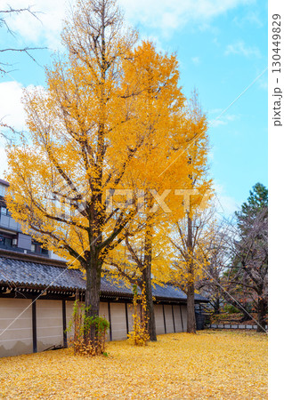 イチョウの黄葉が美しい東本願寺 イチョウの黄葉が美しい東本願寺 130449829