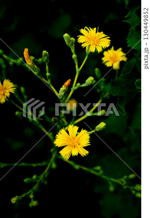 Lettuce flowers on a dark background, yellow flowers on a dark background, this photo can also be used as a background 130449852