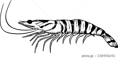 エビのスケッチ　モノクロイラスト 130450241