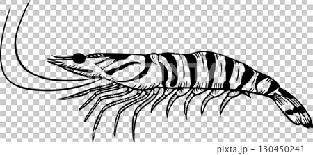 エビのスケッチ　モノクロイラスト 130450241