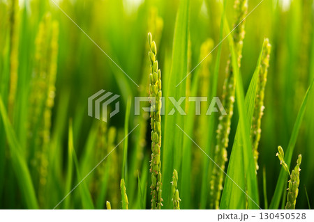 Rice. A large area of rice seedlings growing in the fields of Korea. Rice. A large area of rice seedlings growing in the fields of Korea. 130450528