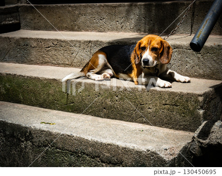 フィリピンのバナウェ フィリピンのバナウェ 130450695