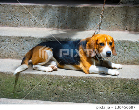 フィリピンのバナウェ フィリピンのバナウェ 130450697