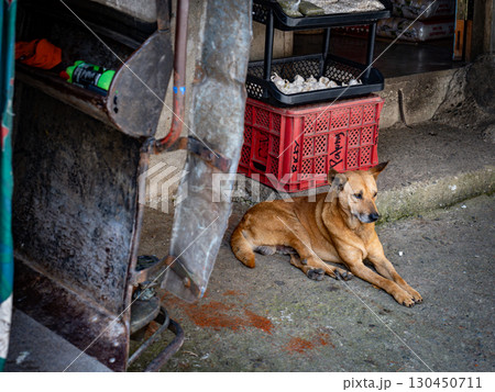 フィリピンのバナウェ 130450711