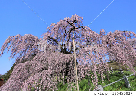 三春の滝桜 三春の滝桜 130450827