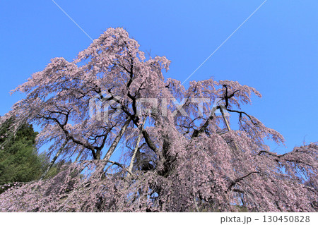 三春の滝桜 三春の滝桜 130450828