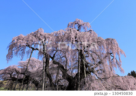 三春の滝桜 130450830