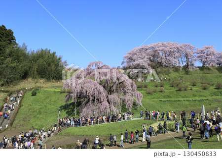 三春の滝桜 三春の滝桜 130450833